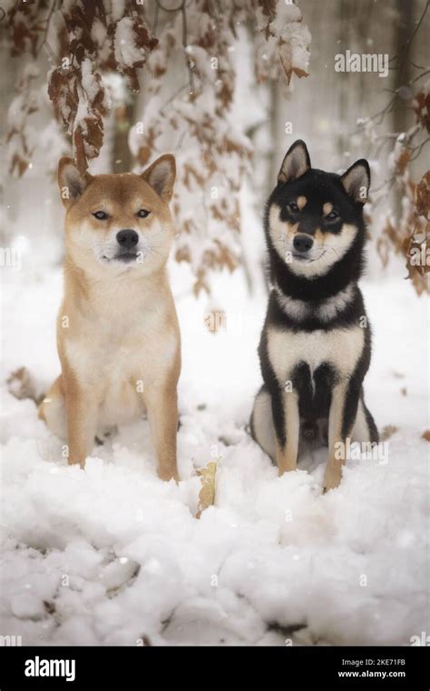 shiba inu photography|16,300+ Shiba Inu Stock Photos, Pictures & Royalty。